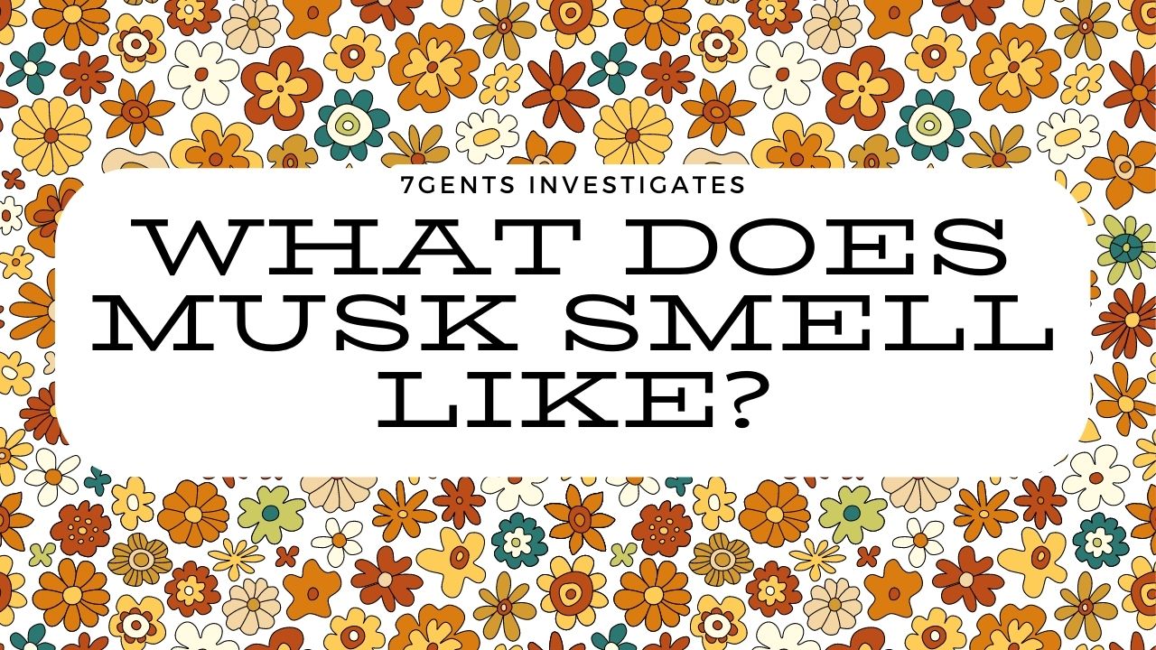 What does musk smell like