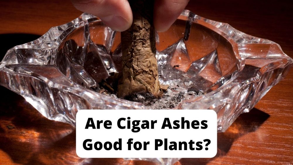 are cigar ashes good for plants