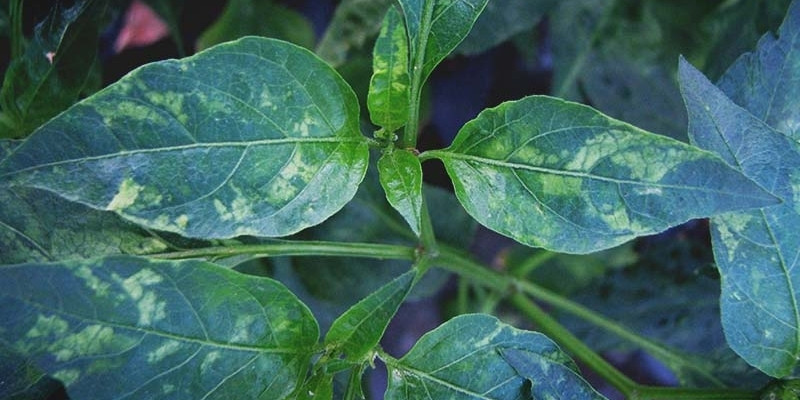 plant leaves showing tobacco mosaic virus infection