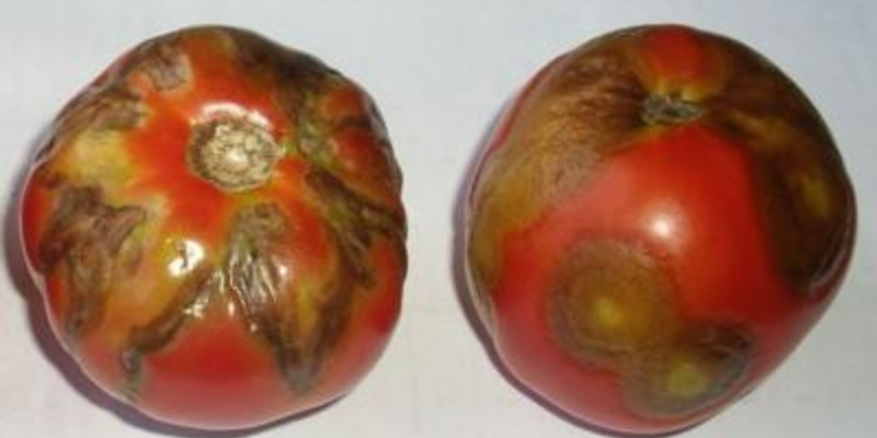 tomato with tobacco mosaic virus tmv 